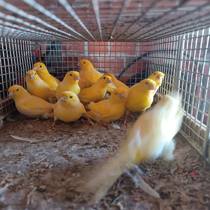 Vendo canários criados em viveiro