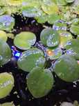 Limnobium Laevigatum planta para aquário