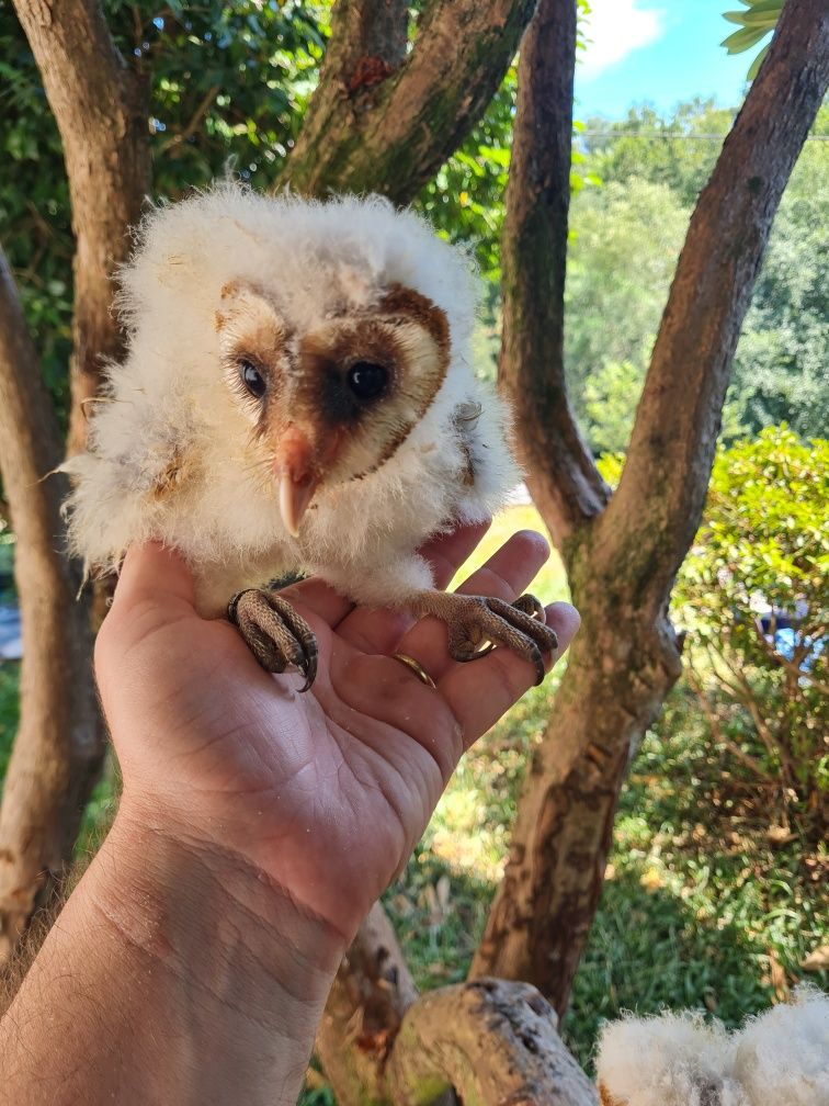 Aves para criar a mão
