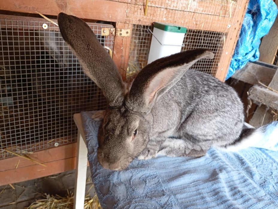 Belgijski Olbrzym Szynszylowy