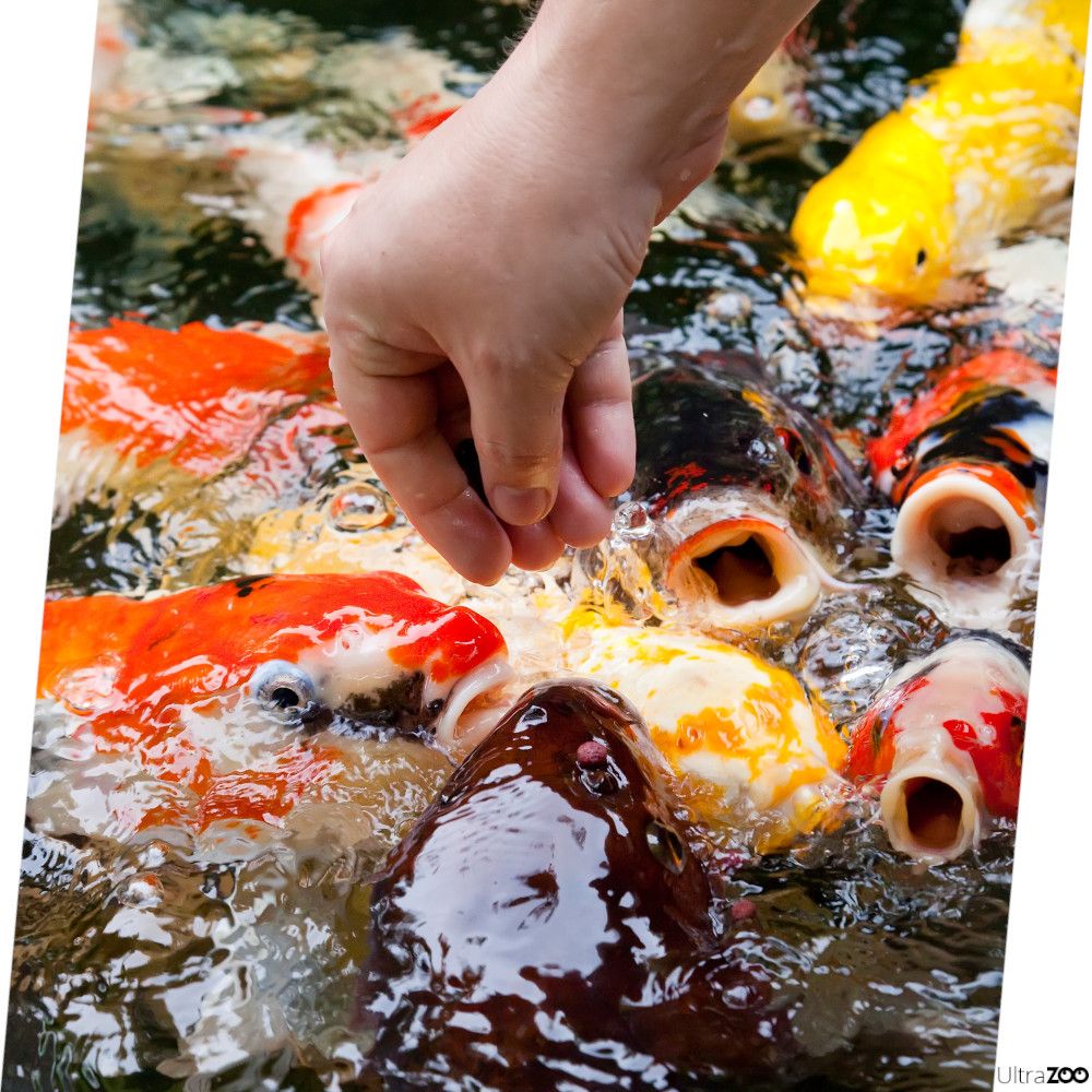 TROPICAL Pond Sticks Mixed 4kg worek pływające pałeczki do ryb koi