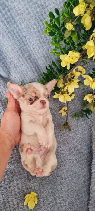 Excecional menino mini mini merle Chihuahua/Chiuaua. LinhagemRussa