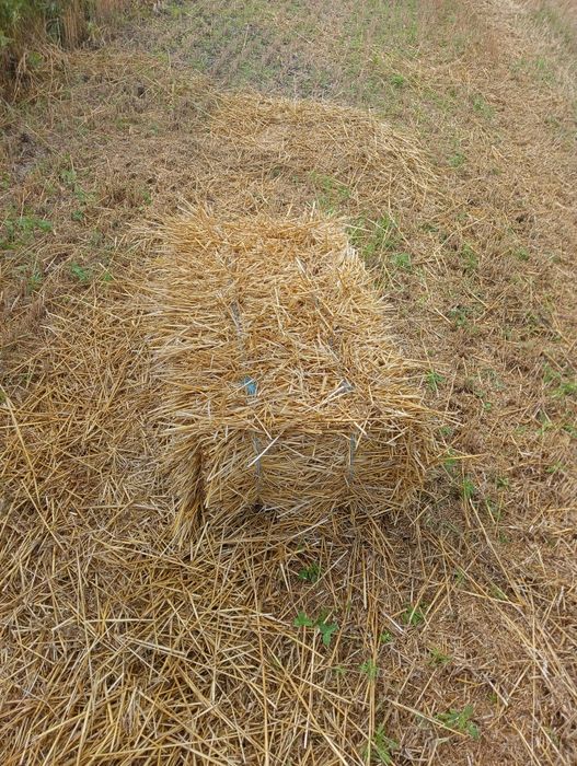 Продам солому пшеничну