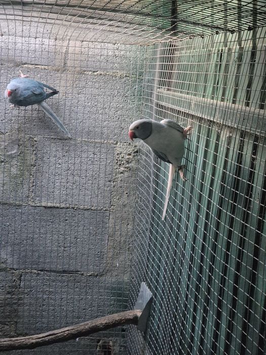 Ring necks e cabeça de ameixa