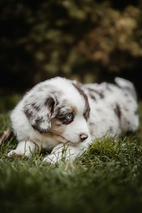 Kosmo Z Bratkowej Ohany FCI Miniaturowy Owczarek Amerykański