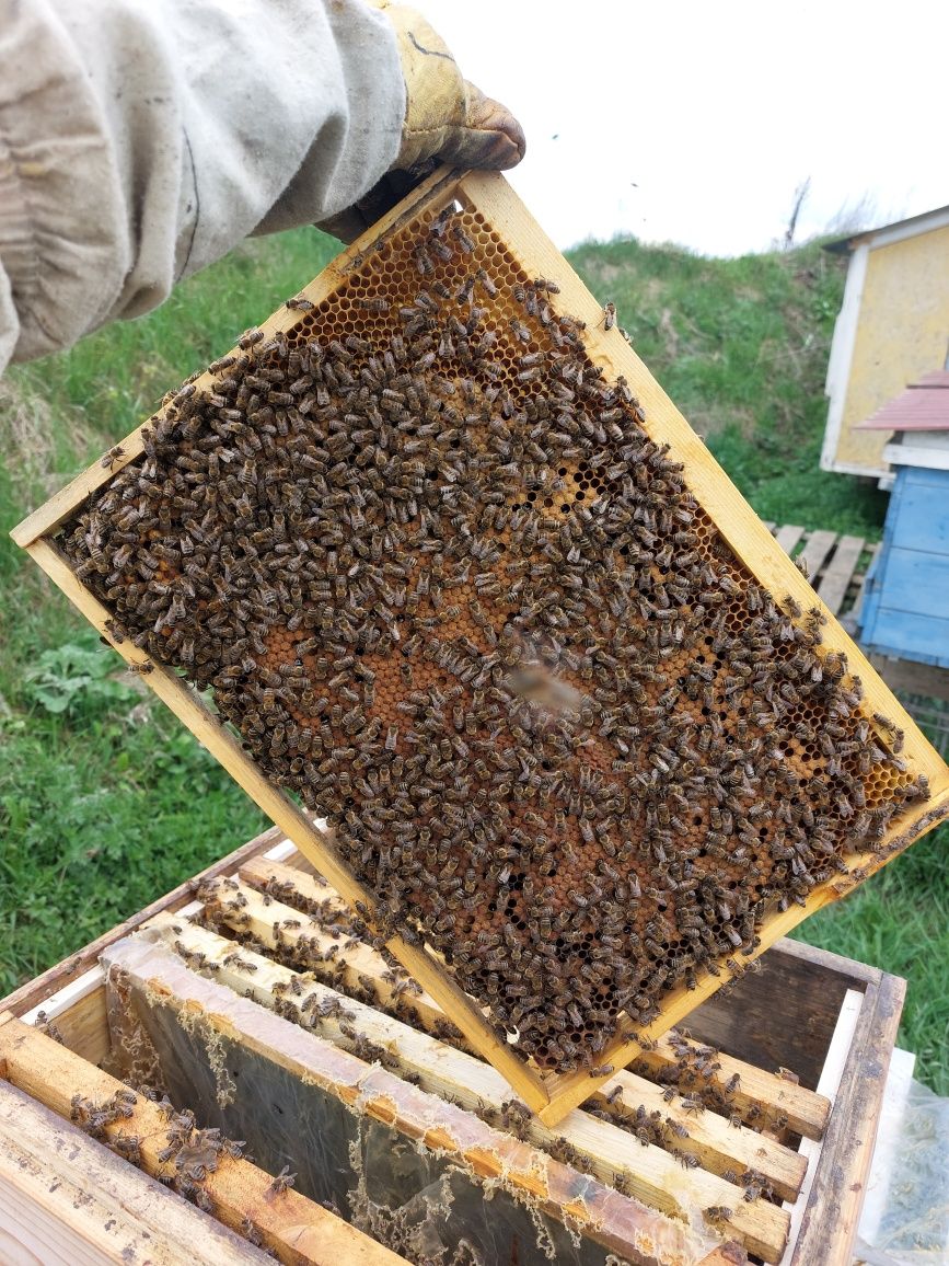 Продам бджолопакети або сім'ї бакфаст, карпатка 150шт.