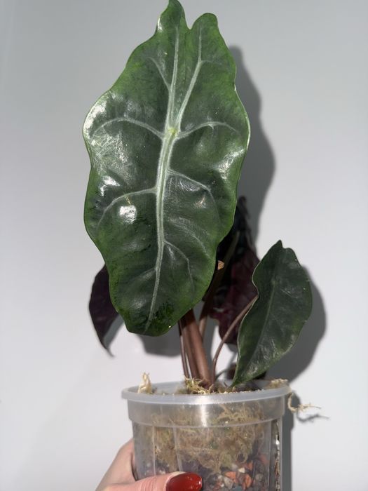 Алоказія чантріері, монстера дубія, набір для алоказій на гноті