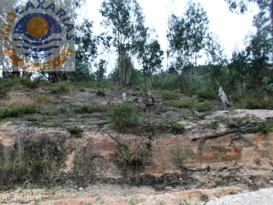 Terreno de pinhal e eucaliptos