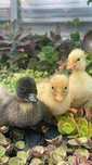 Kaczuszki Call Duck (Krzyżówka miniaturowa) – 4-tygodniowe