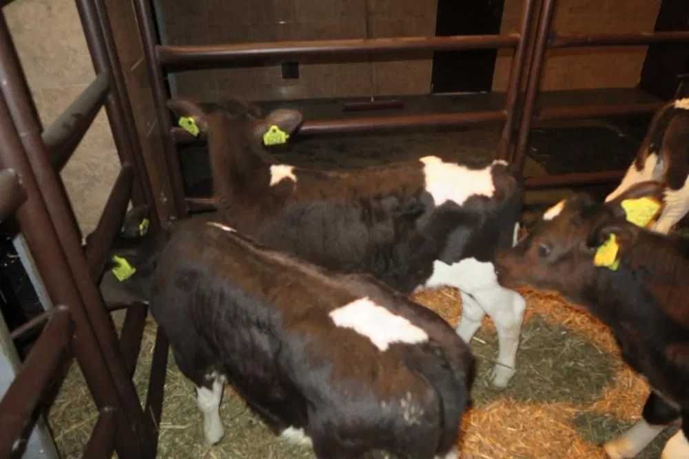 Byczki i jałówki mięsne NCB cielaki cielęta byki sprzedaż cieląt