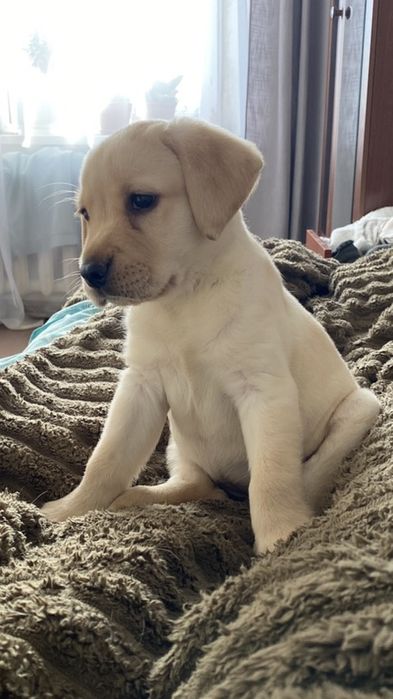 Продаются Лабрадора ретривер