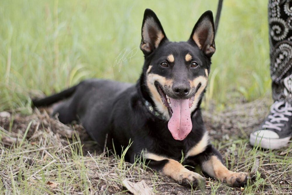Uśmiechnięty, wesoły i przyjacielski Lisek szuka domu!