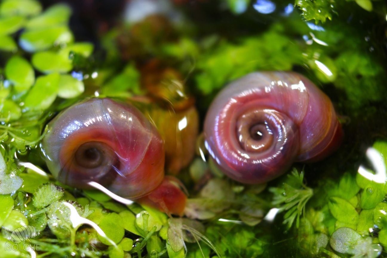 Planorbarius corneus, zatoczek, różowy ślimak, doskonały na glony