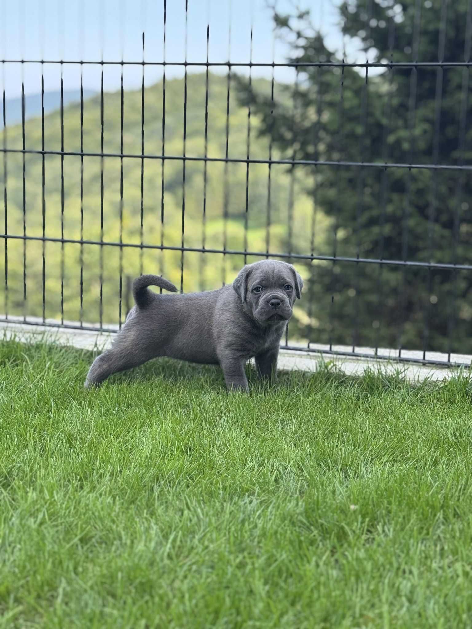 Szara suczka Cane Corso FCI