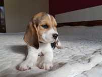 Piesek Beagle ZkwP - FCI   PO  Grand Championach ,Profil DNA*