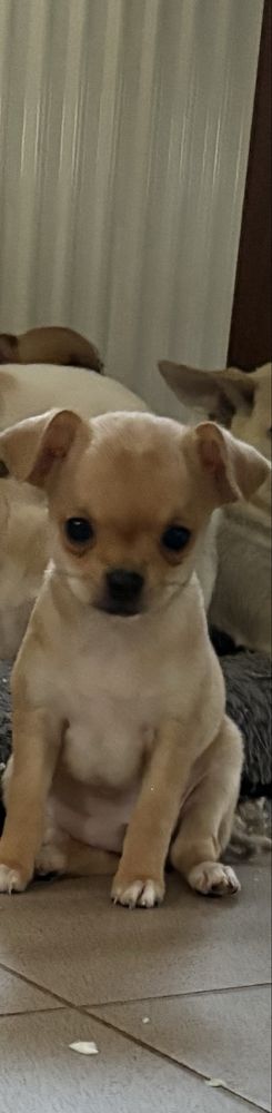 Piesek Chihuahua