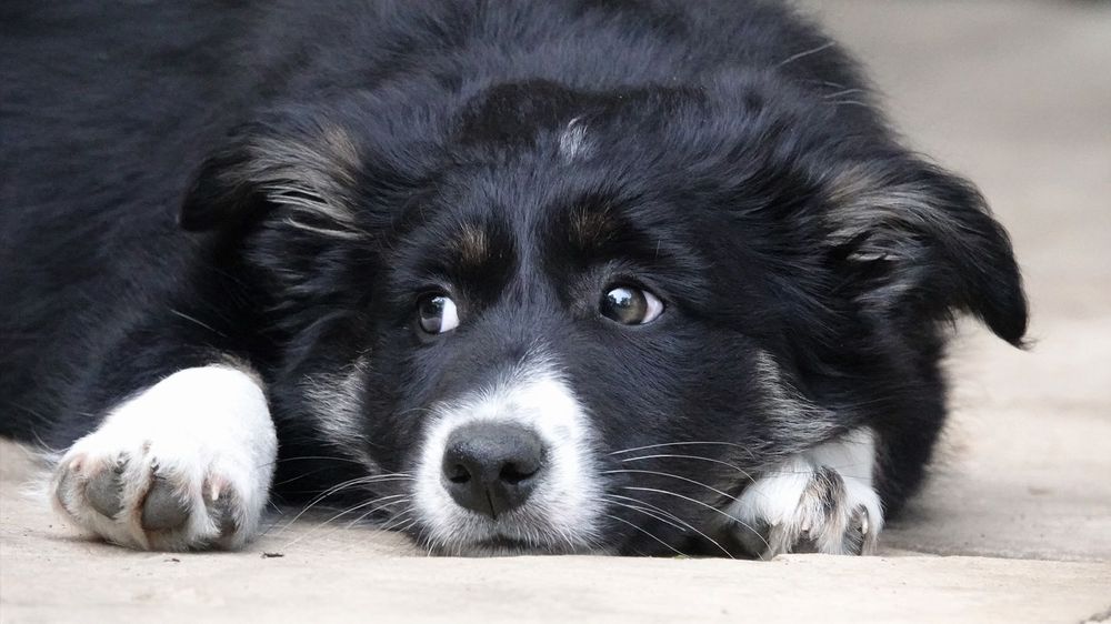 Border Collie suczka czarno-biała, szczenię 5 mc
