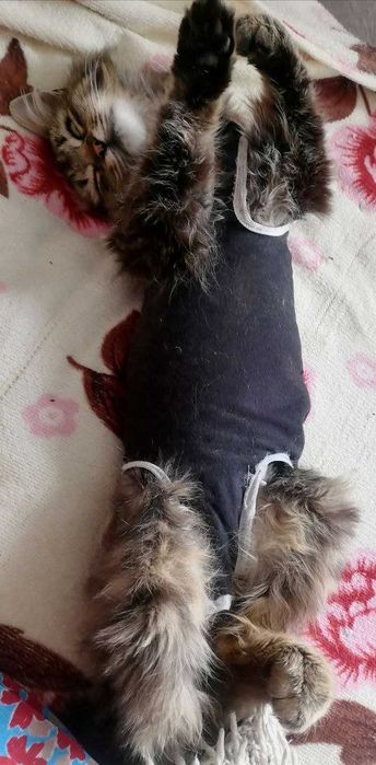 Стерилізована кішка з котеням віддаю в добрі руки