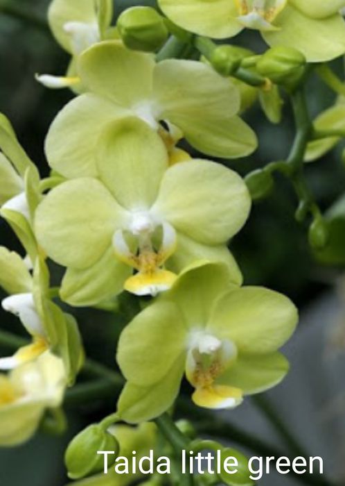Орхідея Taida smail Little green