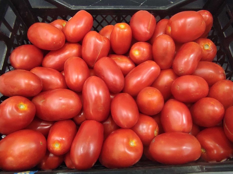 Pomidory lima na przetwory