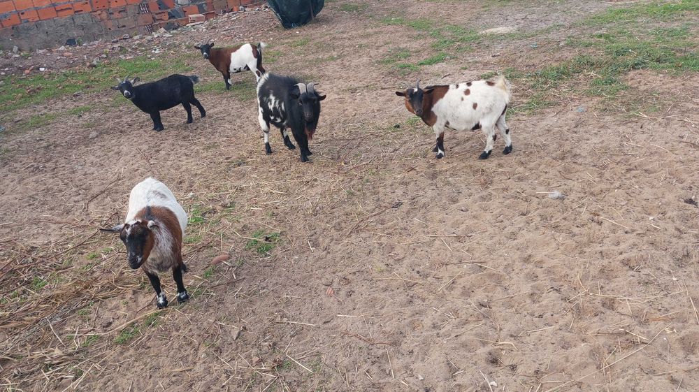 Cabras e chivo raça anã  só conjunto