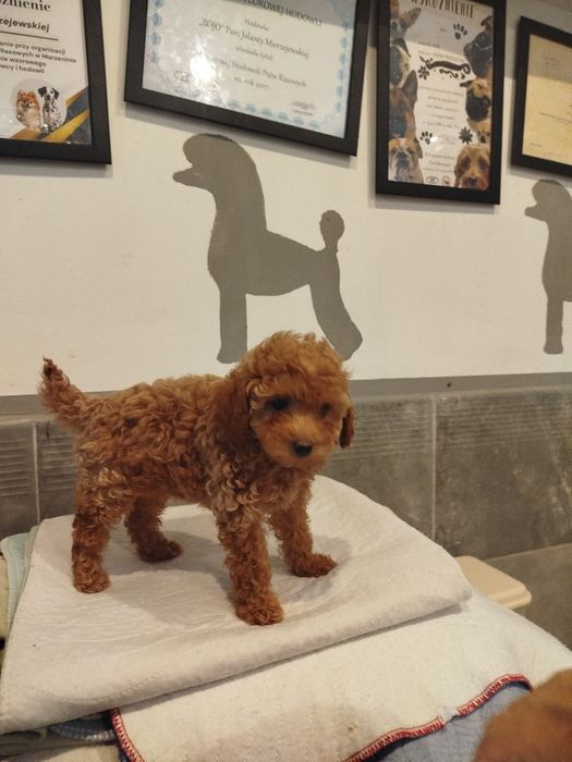 Pudel toy aprcot/ toffi sunia