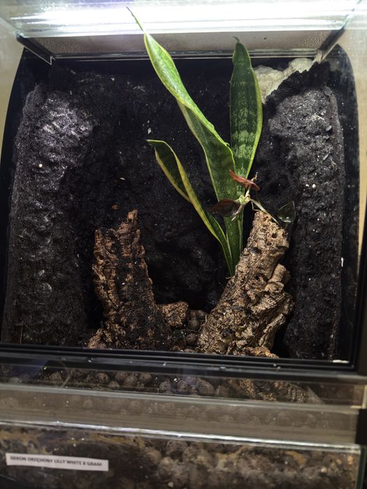 Terrarium dla gekona