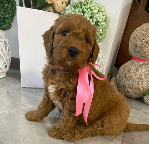 Goldendoodle piekna sunia