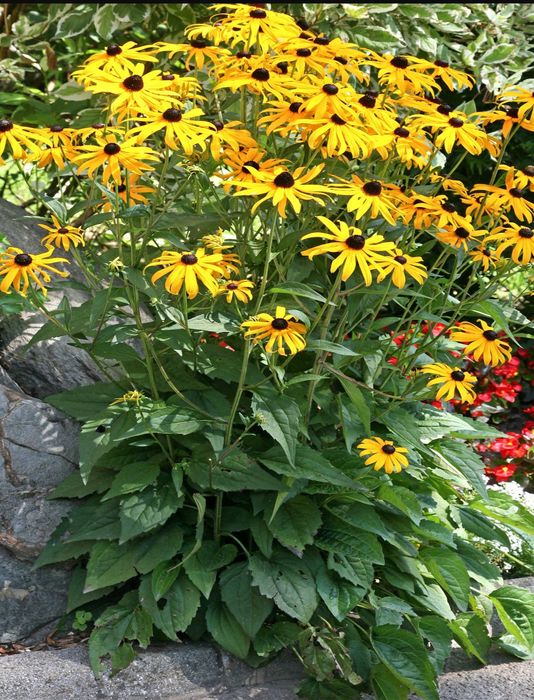 Rudbekia goldstrum