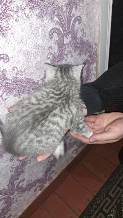 Продам котика 2.5 місяців