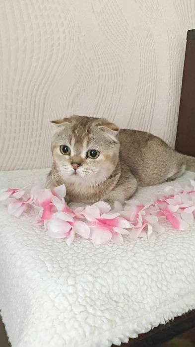 Чистокровная вислоухая  девочка от золотой шиншиллы