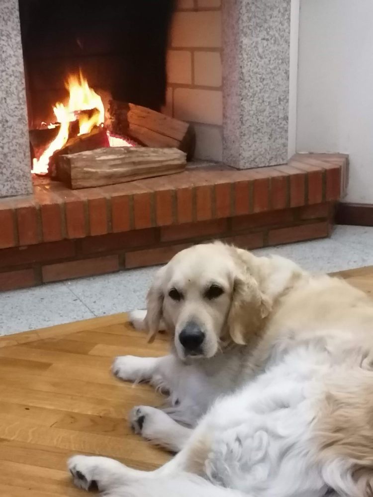 Golden Retriever com LOP pedigree
