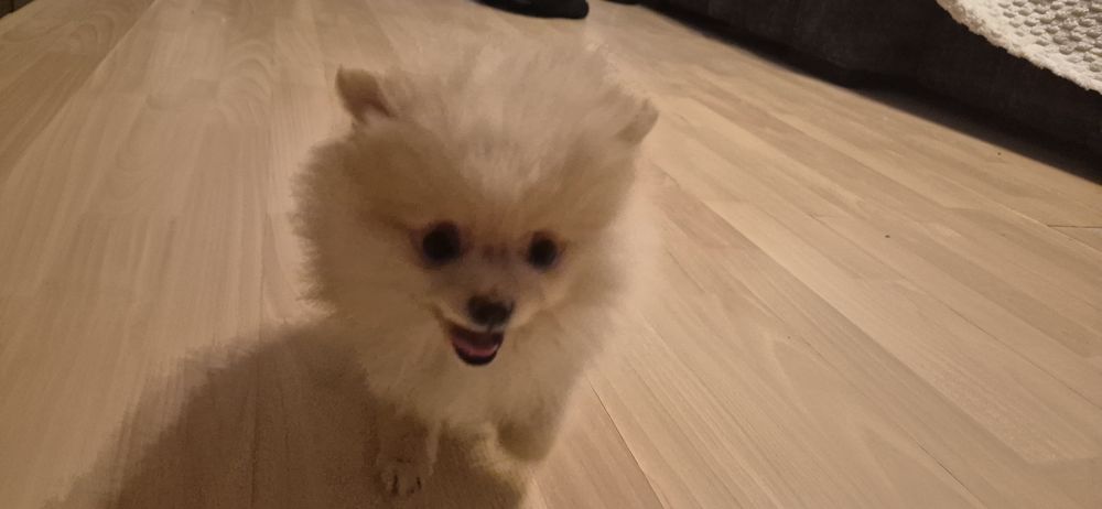 Szpic miniaturowy Pomeranian