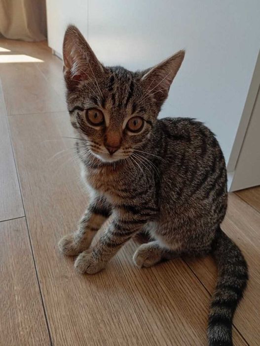 Kotki do adopcji. Wyszków + okolice. OD ZARAZ