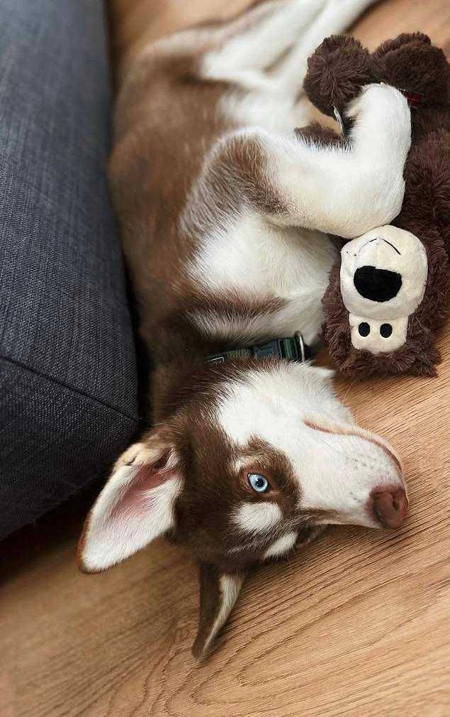 Szczeniak Husky Siberian Syberyjski