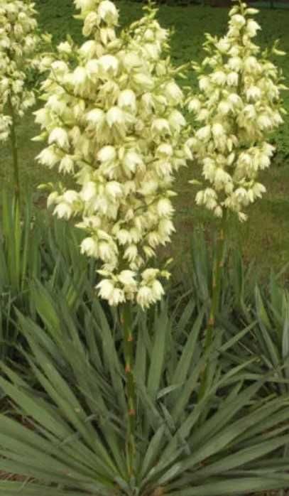 Juka yucca ogrodowa + gratis !