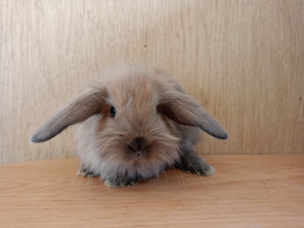 Królik mini lop, baranek miniaturka