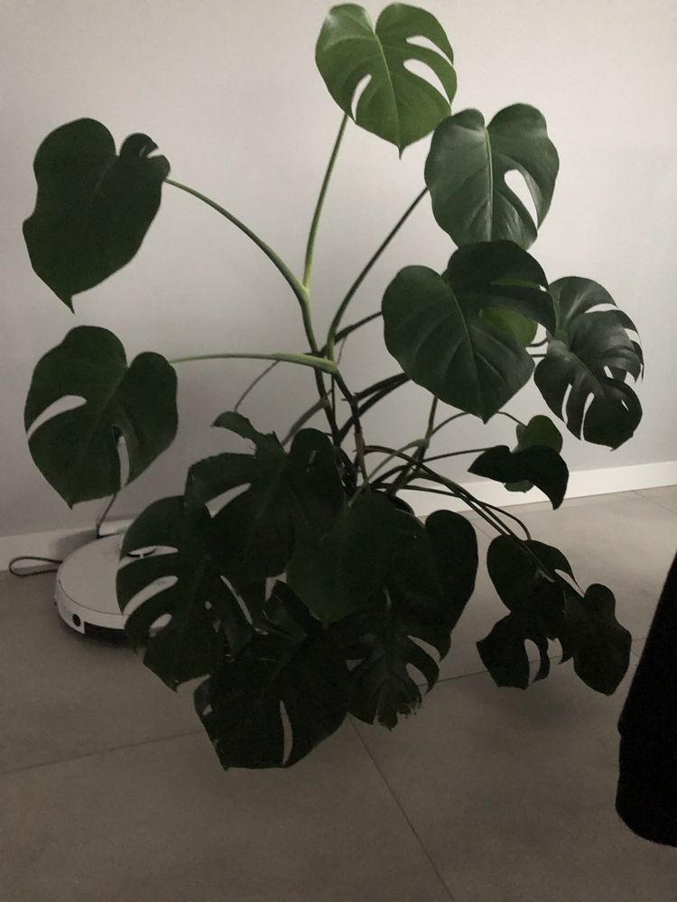 Kwiat Monstera doniczkowy