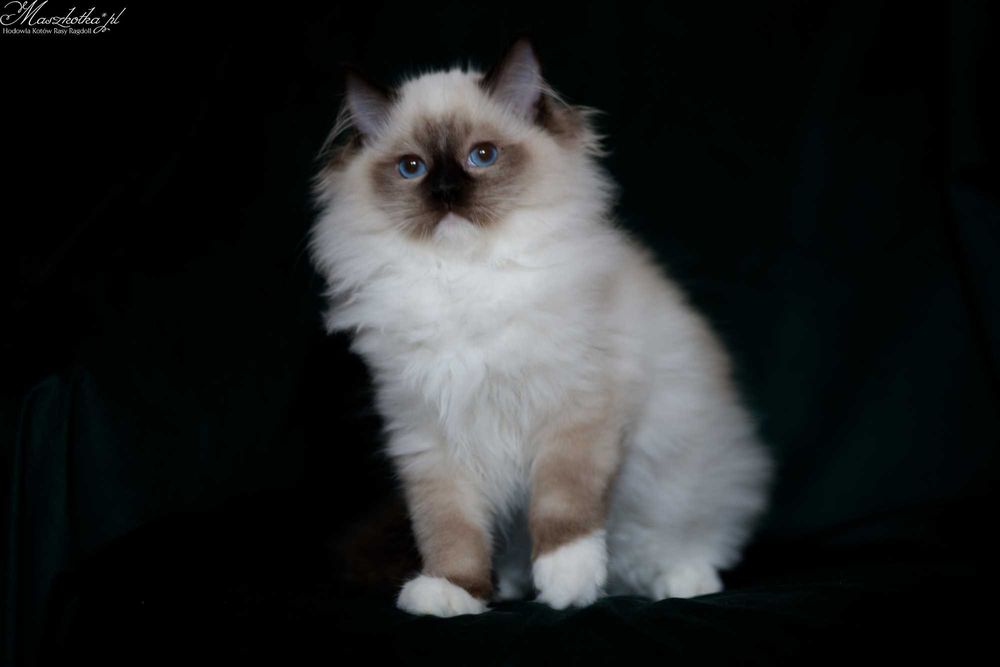 Ragdoll, super puchaty kocurek seal mitted z rodowodem FPL