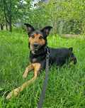 4 letnia suczka do adopcji
