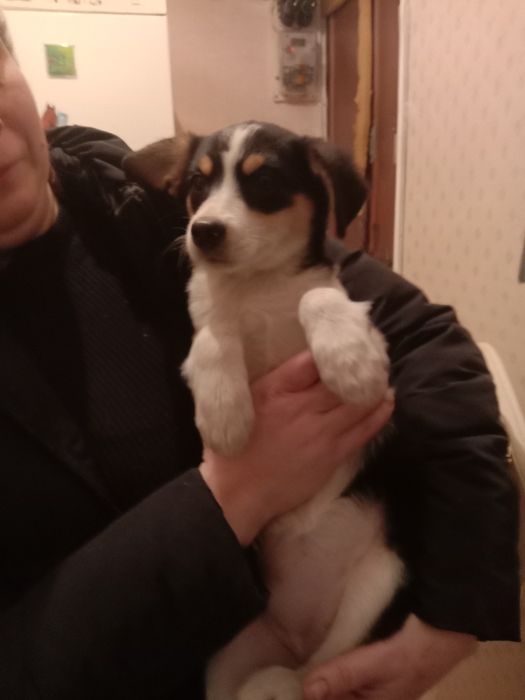 Врятуйте дівчинку від бродячого життя