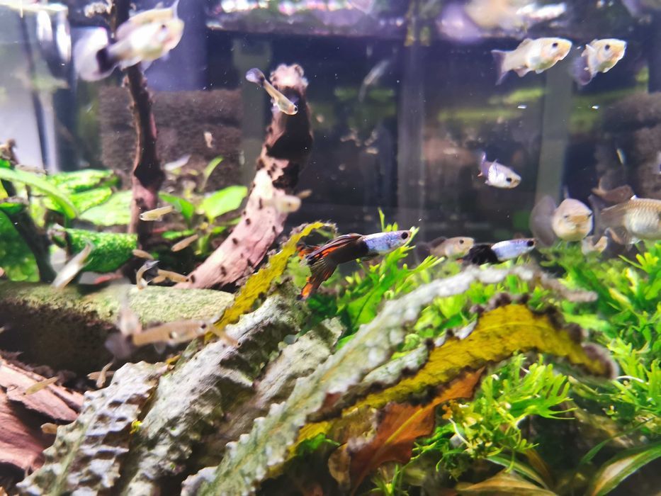 Sprzedam gupiki silverado black