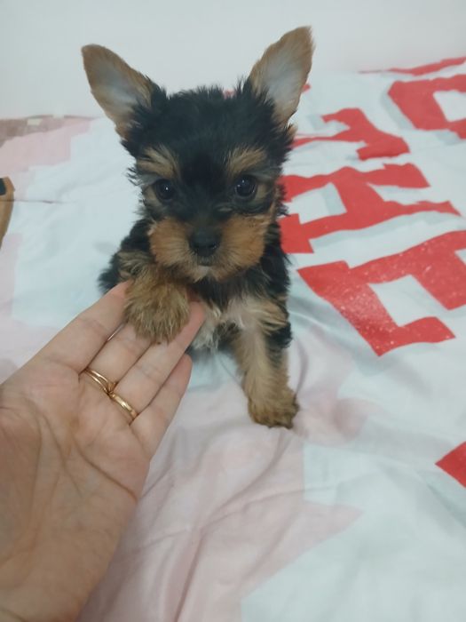 Yorkshire terrier macho  mini