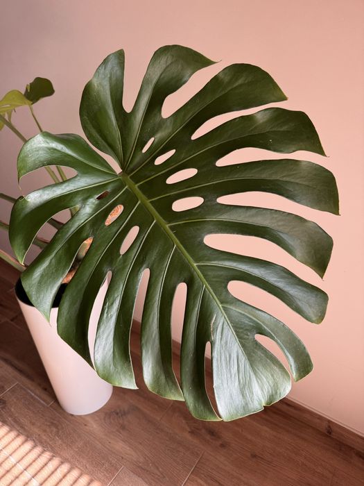 Monstera deliciosa Ogromne liscie! 60cm