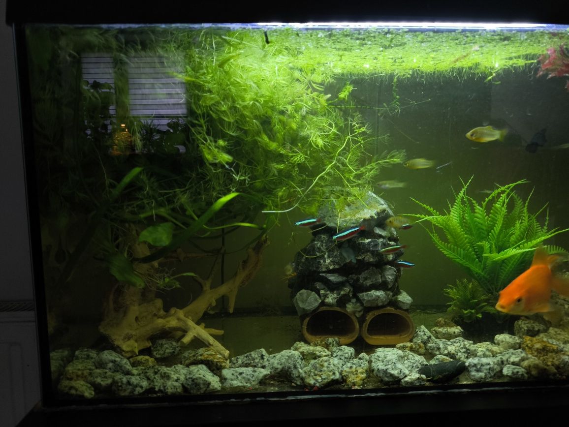 Akwarium 80l + osprzęt