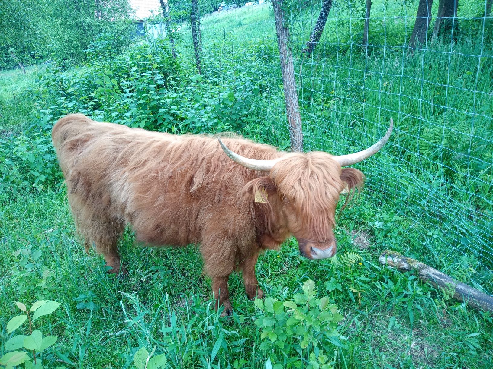 Mimi krowa szkocka