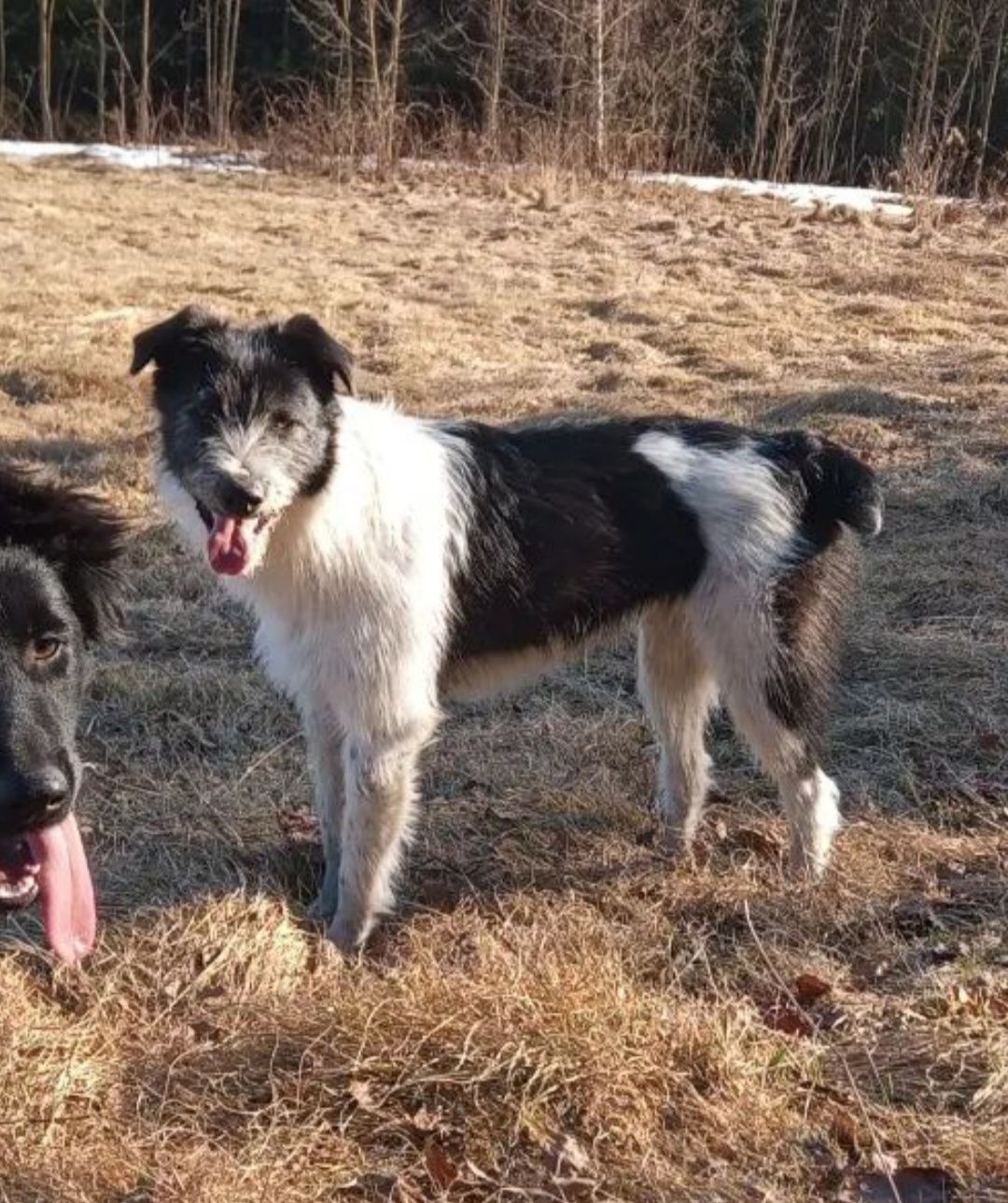 Poszukujemy Feli - Rabka Zdrój i okolice, malopolska