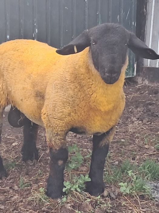 Ovelhas suffolk  certificadas