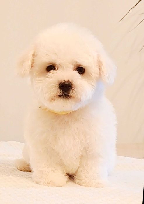 Bichon Frise Szczeniak