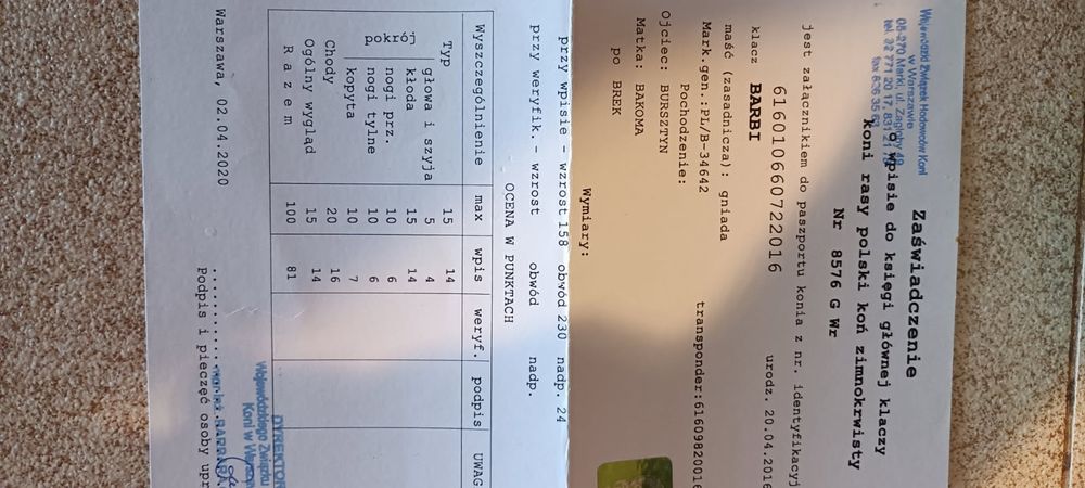 Sprzedam   klacz zimnokrwistą